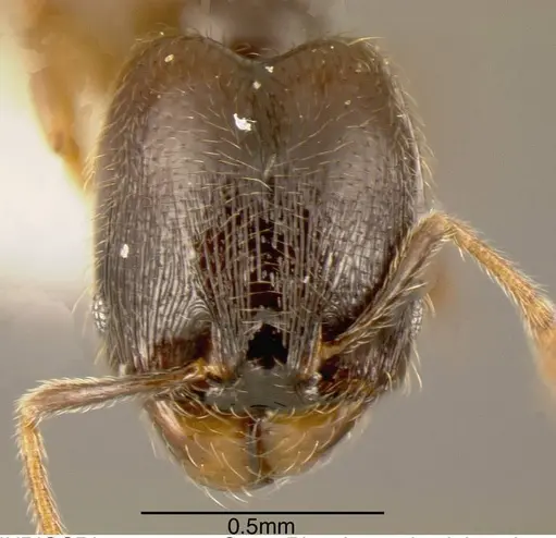 Pheidole laselvoides specimen INBIOCRI002279737 image inbiocri002279737_1