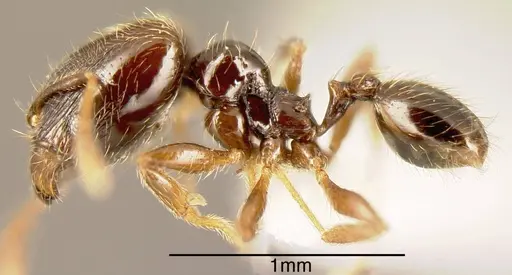 Pheidole laselvoides specimen INBIOCRI002279737 image inbiocri002279737_2