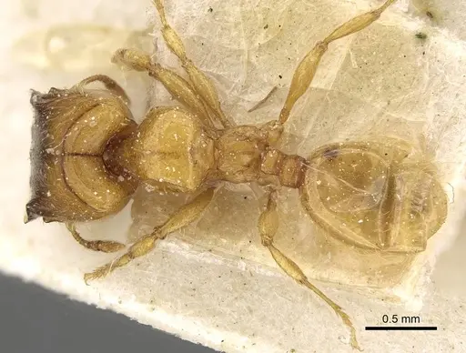 Pheidole laticrista specimen CASENT0922375 image casent0922375_1