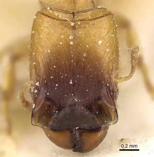Pheidole laticrista specimen CASENT0922375 image casent0922375_2