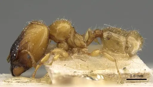 Pheidole laticrista specimen CASENT0922375 image casent0922375_3