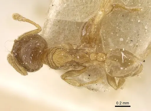 Pheidole laticrista specimen CASENT0922379 image casent0922379_1