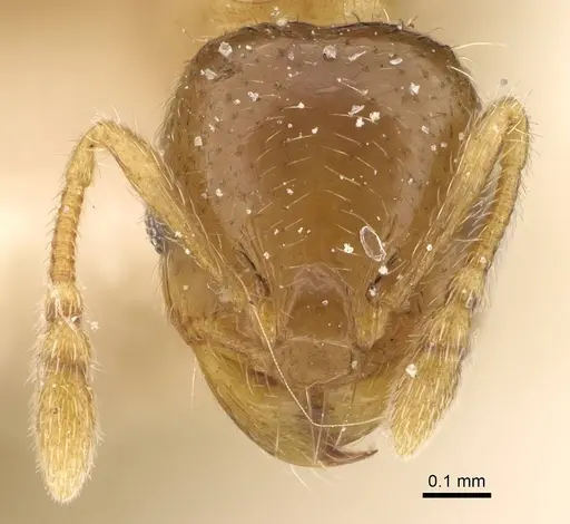 Pheidole laticrista specimen CASENT0922379 image casent0922379_2