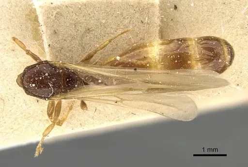 Pheidole laticrista specimen CASENT0922383 image casent0922383_1