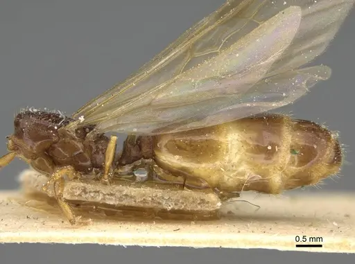 Pheidole laticrista specimen CASENT0922383 image casent0922383_2