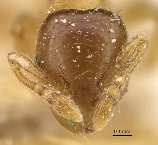Pheidole laticrista specimen CASENT0922384 image casent0922384_2