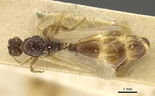 Pheidole laticrista specimen CASENT0922385 image casent0922385_1