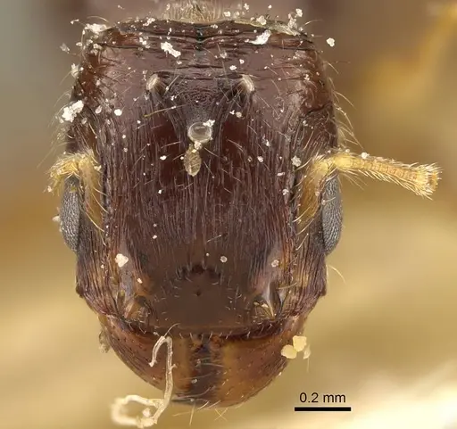 Pheidole laticrista specimen CASENT0922385 image casent0922385_2