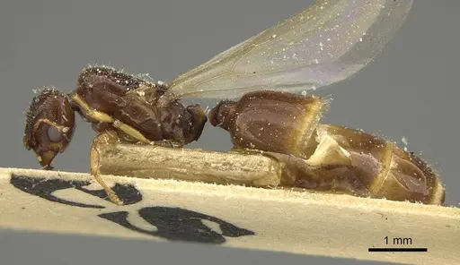 Pheidole laticrista specimen CASENT0922385 image casent0922385_3