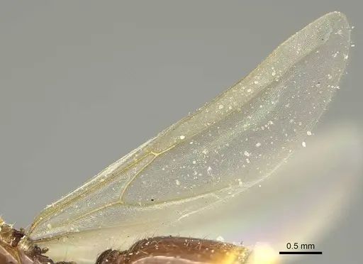 Pheidole laticrista specimen CASENT0922385 image casent0922385_4