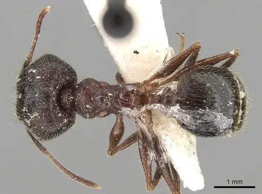 Pheidole latinoda specimen CASENT0281645 image casent0281645_1