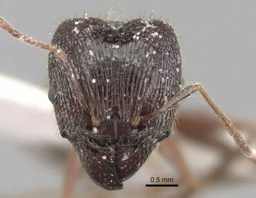 Pheidole latinoda specimen CASENT0281645 image casent0281645_2