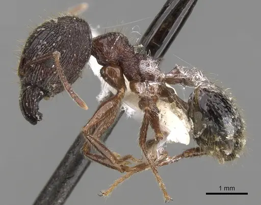 Pheidole latinoda specimen CASENT0281645 image casent0281645_3