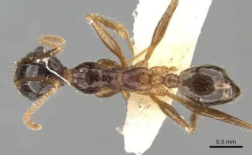 Pheidole latinoda specimen CASENT0281646 image casent0281646_1