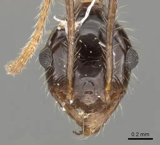 Pheidole latinoda specimen CASENT0281646 image casent0281646_2