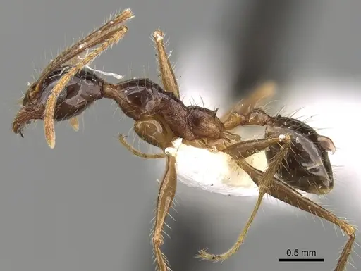 Pheidole latinoda specimen CASENT0281646 image casent0281646_3