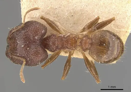 Pheidole latinoda specimen CASENT0907922 image casent0907922_1