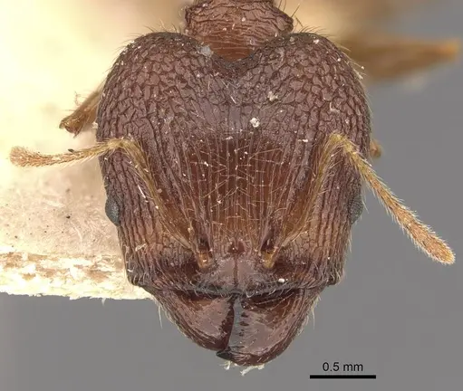 Pheidole latinoda specimen CASENT0907922 image casent0907922_2