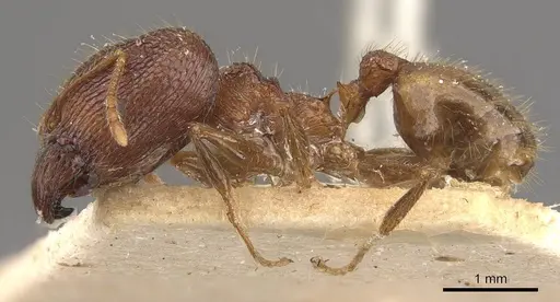 Pheidole latinoda specimen CASENT0907922 image casent0907922_3