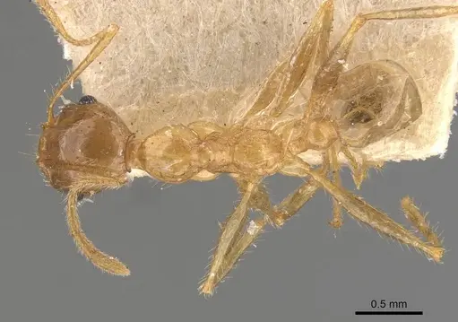 Pheidole latinoda specimen CASENT0907923 image casent0907923_1