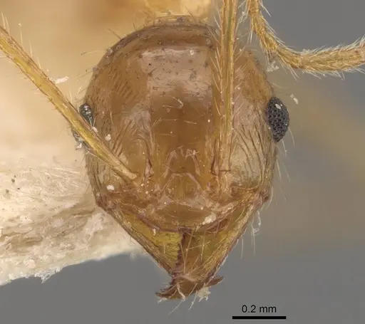 Pheidole latinoda specimen CASENT0907923 image casent0907923_2