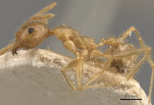 Pheidole latinoda specimen CASENT0907923 image casent0907923_3