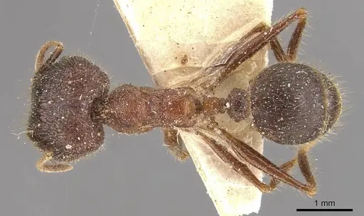 Pheidole latinoda specimen CASENT0907924 image casent0907924_1
