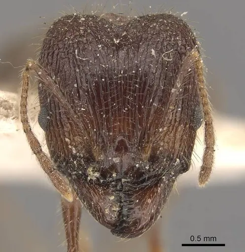Pheidole latinoda specimen CASENT0907924 image casent0907924_2