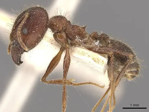 Pheidole latinoda specimen CASENT0907924 image casent0907924_3
