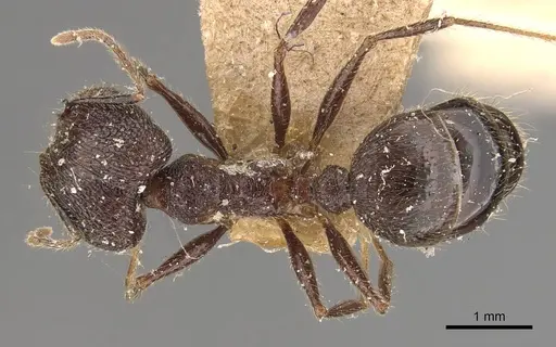 Pheidole latinoda specimen CASENT0907925 image casent0907925_1