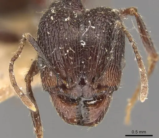 Pheidole latinoda specimen CASENT0907925 image casent0907925_2