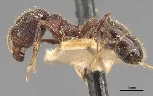 Pheidole latinoda specimen CASENT0907925 image casent0907925_3