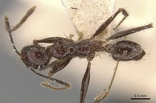 Pheidole latinoda specimen CASENT0907926 image casent0907926_1