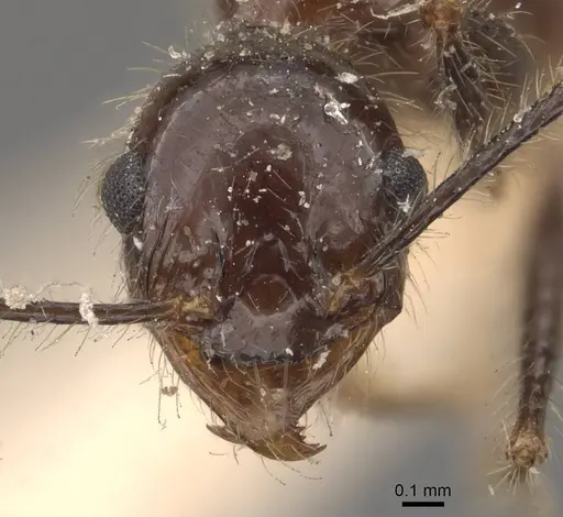 Pheidole latinoda specimen CASENT0907926 image casent0907926_2