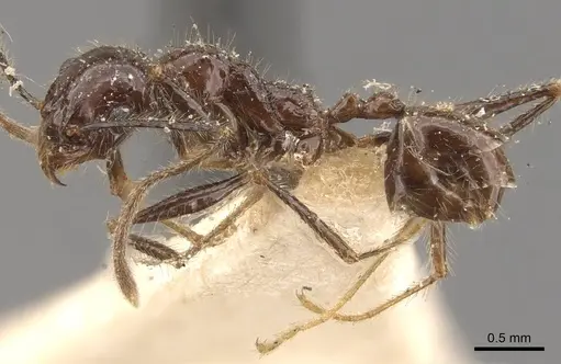 Pheidole latinoda specimen CASENT0907926 image casent0907926_3