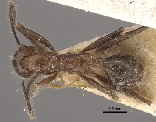 Pheidole latinoda specimen CASENT0917774 image casent0917774_1