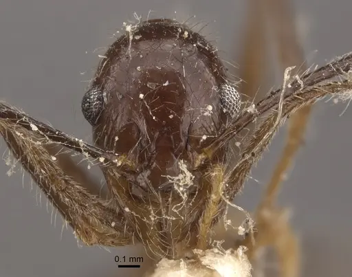 Pheidole latinoda specimen CASENT0917774 image casent0917774_3