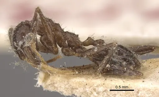 Pheidole latinoda specimen CASENT0917774 image casent0917774_4