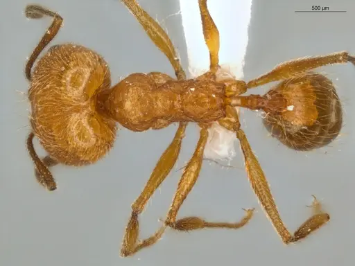 Pheidole lattkei specimen ECOFOG-IT14-0965-68-S image ecofog-it14-0965-68-s_1