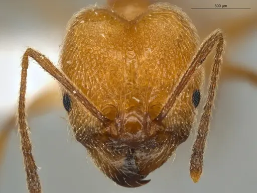 Pheidole lattkei specimen ECOFOG-IT14-0965-68-S image ecofog-it14-0965-68-s_2