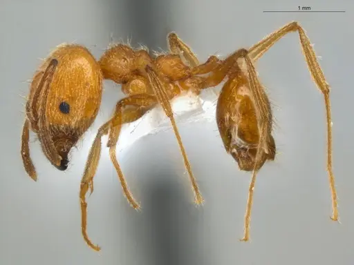 Pheidole lattkei specimen ECOFOG-IT14-0965-68-S image ecofog-it14-0965-68-s_3