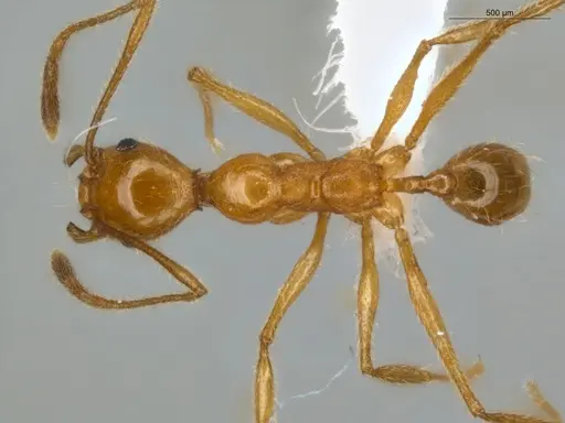 Pheidole lattkei specimen ECOFOG-IT14-0965-68 image ecofog-it14-0965-68_1