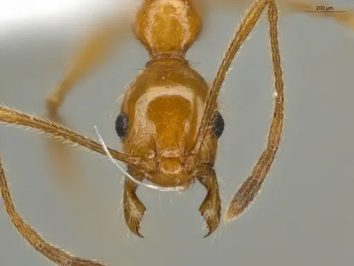 Pheidole lattkei specimen ECOFOG-IT14-0965-68 image ecofog-it14-0965-68_2