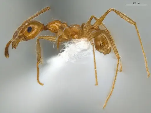 Pheidole lattkei specimen ECOFOG-IT14-0965-68 image ecofog-it14-0965-68_3