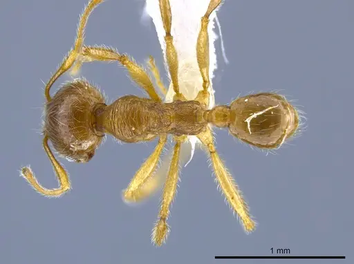 Pheidole laudatana specimen CASENT0630702 image casent0630702_1