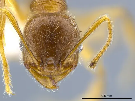 Pheidole laudatana specimen CASENT0630702 image casent0630702_2
