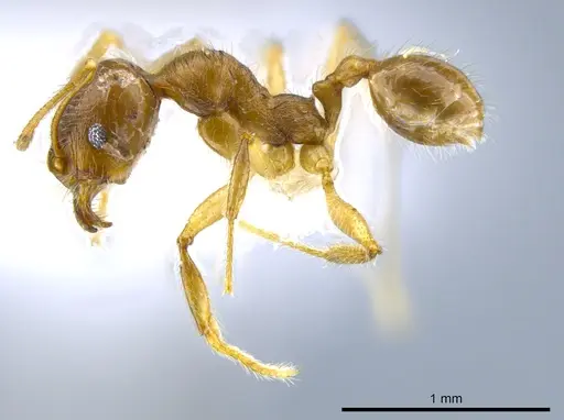 Pheidole laudatana specimen CASENT0630702 image casent0630702_3