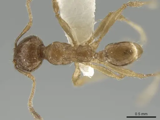 Pheidole laudatana specimen CASENT0646276 image casent0646276_1