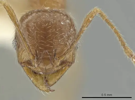 Pheidole laudatana specimen CASENT0646276 image casent0646276_2