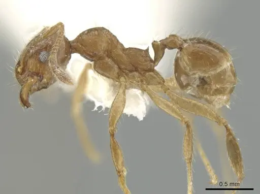 Pheidole laudatana specimen CASENT0646276 image casent0646276_3
